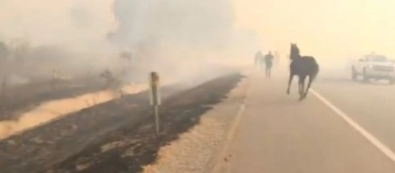 Καλιφόρνια: Άλογο ρισκάρει τη ζωή του και μπαίνει στις φλόγες για να σώσει την οικογένειά του (βίντεο)